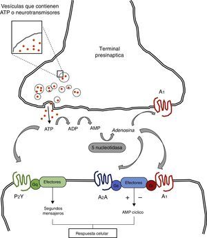El adenosín trifosfato (ATP), es liberado al espacio sináptico a partir de vesículas presinápticas. El ATP puede interactuar directamente con receptores postsinápticos como P2Y y P2X los cuales están acoplados a proteína G. El ATP puede ser convertido a adenosina gracias a la acción de enzimas como la ectodifosfohidrolasa y la 5 nucleotidasa. La adenosina interactúa con receptores pre- y postsinápticos acoplados a proteína G regulando la adenil ciclasa y la vía del AMP cíclico. Adaptada de: Nestler et al.7.