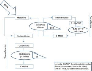 Metabolismo de la homocisteína.