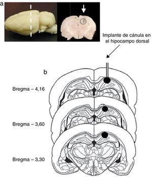 a) Se ilustra un cerebro de rata donde se muestra a qué nivel anteroposterior se realizó el implante de cánula (línea punteada) y una sección coronal del cerebro con la marca donde fue localizada la punta de la cánula inyectora (flecha blanca). b) Esquema representativo de cortes coronales del cerebro de rata que ilustra (círculo negro) el sitio del implante de la cánula en el hipocampo dorsal (CA1). Construido a partir del atlas estereotáxico de Paxinos y Watson (1998).