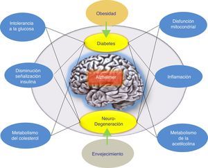 Posible modelo propuesto para explicar el origen tardío de la enfermedad de Alzheimer. La hipótesis de la respuesta adaptativa donde se propone que el βA puede acumularse por una respuesta adaptativa frente a estímulos de estrés crónicos como desregulación metabólica (la homeostasis del colesterol o resistencia a la insulina). El tratamiento farmacológico de la EA sería, según esta hipótesis, con fármacos que favorezcan la respuesta de la insulina. El tratamiento farmacológico adecuado para frenar la EA iría a actuar sobre estos estímulos de estrés (respuesta inflamatoria, alteración mitocondrial, etc.).