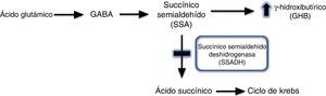 Esquema de la degradación del neurotransmisor GABA, y las alteraciones producidas en la deficiencia de succínico semialdehído deshidrogenasa.