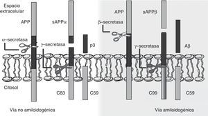 Esquema de los mecanismos de procesamiento de la proteína precursora de amiloide (APP): vía no amiloidogénica y vía amiloidogénica. Esta última permite la generación del péptido β-amiloide (Aβ) y la formación de placas seniles.