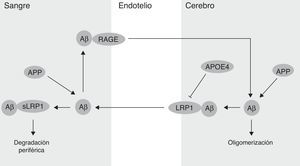 Mecanismos de regulación de los niveles del péptido β-amiloide (Aβ) en el parénquima cerebral. APOE4: apolipoproteína E4; LRP1: receptor de la lipoproteína 1 de baja densidad; RAGE: receptor de los productos finales de glicación avanzada.