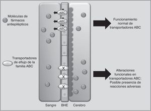 Participación de los transportadores ABCB1 y ABCC2 a nivel de barrera hematoencéfalica (BHE) en la presencia de reacciones adversas a fármacos antiepilépticos