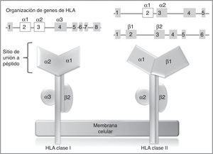 Genes y moléculas de HLA clase i y clase ii arriba: organización de los genes del sistema HLA, en recuadros se muestran los exones y en líneas los intrones; por encima de los recuadros, se muestran los dominios de las moléculas de HLA (abajo) para los cuales codifican esos exones; en blanco se destacan los exones que contienen la mayor parte de los polimorfismos contenidos en estos genes.