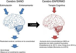 Efectos de la estimulación cognitiva sobre el cerebro sano y enfermo.