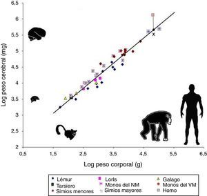 Comparación mediante escalas logarítmicas entre el peso corporal en gramos y el peso del cerebro en miligramos en 45 especies de primates. La línea (regresión) muestra el tamaño cerebral esperado para cada tamaño corporal. La X sobre la línea de regresión marca el tamaño esperado para el cerebro humano, lo que resulta mucho menor que el verdadero tamaño del cerebro humano actual, señalado con un cuadrado de líneas rojas. En general, los prosimios se ubican bajo la línea de regresión, en tanto que los antropoides se ubican sobre esta línea. Esta característica indica que hubo una presión selectiva para el desarrollo del tejido cerebral durante la evolución humana. Tomado y modificado de Stephan et al.7.