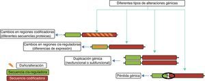 Esquema que muestra los diferentes cambios evolutivos observados en un gen y que potencialmente pudieron contribuir a la evolución del cerebro humano. Tomado y modificado Vallender et al.30.