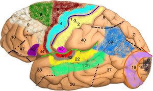 Diagrama topográfico con las áreas de Brodmann para Homo sapiens. Definidas y numeradas de la 1 a la 52 por Korbinian Brodmann en 1909 usando la tinción de Nissl. Un área de Brodmann es una región de la corteza cerebral definida sobre la base de su citoarquitectura. Área 4: corteza motora primaria; área 17: corteza visual primaria; área 22: área de Wernicke; área 41: corteza auditiva primaria; áreas 44 y 45: área de Broca.