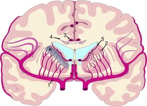 Vascularización de las estructuras periventriculares. Los núcleos de la base y la cápsula blanca interna se encuentran en una región de última pradera (a) entre el territorio de las ramas perforantes (2) de la arteria cerebral media (1) y las ramificaciones de las arterias subependimarias (5). El cuerpo calloso se encuentra irrigado fundamentalmente por arterias callosas cortas (4), dependientes de la arteria pericallosa (3), con carácter de circulación terminal.