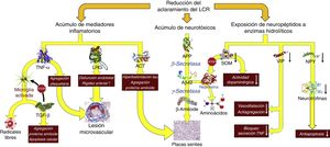Consecuencias fisiopatológicas de la reducción del aclaramiento licuoral, con acúmulo de mediadores inflamatorios y neurotoxinas, y exposición de los neuropéptidos responsables de la señalización neuroendocrina a la actividad enzimática hidrolítica. Aβ42: fragmento de 42 residuos de la proteína β amiloide; ACT: antiquimotripsina; APP: proteína precursora del amiloide; LRG: glicoproteína rica en leucina; NPY: neuropéptido Y; TGF: factor de crecimiento transformante; TNF: factor de necrosis tumoral. VIP: péptido intestinal vasoactivo.