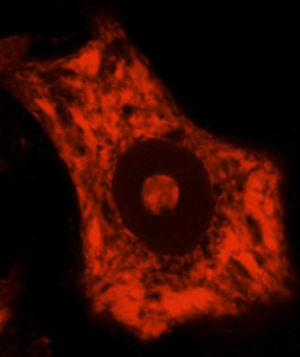 Motoneurona espinal teñida con yoduro de propidio, que es un marcador de ácidos nucleicos. Se trata de una MN típica que presenta un gran tamaño, con forma poligonal, un nucleolo prominente y una maquinaria de síntesis de proteínas muy desarrollada.