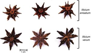 Similitudes entre los frutos del I. verum e I. anisatum5.