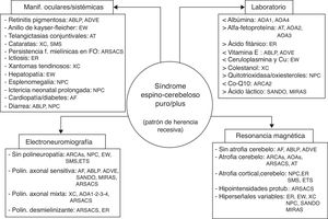 Cuatro pilares para afrontar el diagnóstico de un síndrome cerebeloso de probable naturaleza degenerativa y con patrón de herencia autosómica recesiva. ABLP: abetalipoproteinemia; ADVE: ataxia por déficit de vitamina E; AF: ataxia de Friedreich; AT: ataxia telangiectasia; AOAI: ataxia con apraxia oculomotora; ARCA: ataxia recesiva cerebelosa; ARSACS: ataxia recesiva de Charlevoix-Saguenay; ER: enfermedad de Refsum; ETS-GM2: enfermedad de Tay Sachs-gangliosidosis M2; EW: enfermedad de Wilson; MIRAS: ataxia mitocondrial escandinava de herencia recesiva; NPC: enfermedad de Niemann-Pick tipo C; SANDO: síndrome de ataxia, neuropatía, disartria y oftalmoparesia; SMS: síndrome de Marinesco-Sjögren; XC: xantomatosis cerebrotendinosa.