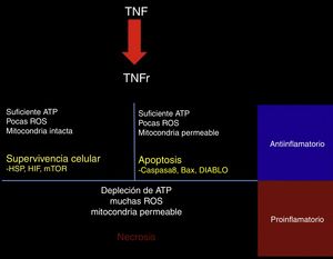 Respuesta al TNF.Al activarse, el receptor de TNF activa mecanismos de señalización intracelular dependientes del estado metabólico de la célula; si presenta aún suficiente ATP, pocas especies reactivas de oxígeno (ROS) y la membrana mitocondrial permanece impermeable, la célula activa las proteínas de choque térmico (HSP), el factor inducible de hipoxia (HIF) y el blanco de la rapamicina de mamíferos (mTOR). Si presenta suficiente ATP, pocas ROS, pero la mitocondria es permeable, se activan las vías proapoptóticas a través de los mediadores caspasa 8, Bax y DIABLO. Por último, si hay una profunda depleción de ATP, una gran cantidad de ROS y una mitocondria en franca disfunción, la célula hará necrosis. En el contexto del tejido, las células que sobreviven o que hacen apoptosis generan un estímulo antiinflamatorio y citoprotector, mientras que la necrosis es un importante estímulo proinflamatorio.
