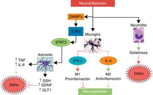 Principales mecanismos de daño y neuroprotección asociados a la neuroinflamación.La neuroinflamación no es un estímulo neurotóxico per se; al darse la activación inmunológica, las principales células que responden son las del sistema inmune innato tal como neutrófilos, microglía y astrocitos. Mientras que los neutrófilos son predominantemente neurotóxicos, la microglía y la astroglía pueden expresar fenotipos neuroprotectores. La microglía, dependiendo de la intensidad y del tipo de estímulo, puede cambiar a un fenotipo M1 con liberación de INF-γ, lo cual conlleva un mayor daño y una inhibición de la neurogénesis, mientras que el fenotipo M2 secreta IL-4, siendo antiinflamatorio y favoreciendo la neurogénesis y la neuroprotección. La astroglía, al ser activada por las moléculas de daño y dependiendo del receptor TLR que sea activado, puede secretar TNF e IL-6 favoreciendo el daño neuronal, o secretar factores neuroprotectores como el antioxidante GSH, el factor de crecimiento GDNF y el transportador GLT1.