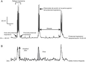 Parámetros de estudio en el registro de la actividad eléctrica individual de las neuronas del complejo pre-Bötzinger (superior) y de la actividad poblacional de la raíz del nervio XII (inferior). La actividad de XIIn se registra con un electrodo de succión y se integra.