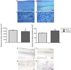 Fotomicrografías representativas de la corteza cerebral primaria (M1) del modelo 3xTg-AD de 11 meses de edad. Los cortes sagitales teñidos con la técnica de Klüver-Barrera en A y C; las flechas señalan a las células con características morfológicas normales (No-Tg). B y D) Tejido representativo del 3xTg-AD; las flechas señalan a las células con características de deterioro. Gráficas del promedio±EEM de células normales (con características de daño (n=6) con una significación p<0,05 (*). E y G) Corteza motora M1 del ratón triple transgénico (3xTg-AD) con el péptido β-amiloide (anticuerpo BAM-10). F y H) La tau con el anticuerpo 499. Barras de calibración: a 100 micras (A, B, E y F) y 10 micras (C, D, G y H).