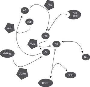 Mecanismos bioquímicos que determinan la correlación entre marcadores de síntesis del NO. La NOS consume una proporción pequeña del pool de arginina para la síntesis del NO; la citrulina y el NO son producidos en cantidades equimolares y el NO se oxida a NOx en la misma proporción. Los NOx pueden ser reducidos de nuevo a NO por acción de varias hemoproteínas. El NO puede ser capturado por tioles y liberado por nitrosotioles regulando así la actividad de la NOS pues se inhibe por retroalimentación negativa. La citrulina, puede sintetizada por la DDAH durante la hidrólisis de metilargininas, que inhiben la NOS, y consumida por la ASS para la síntesis de arginina. El NO también regula estos procesos pues tanto la DDAH como la ASS son inhibidas por nitrosilación. Arg: arginina; Arg pool: pool de arginina; AS: argininosuccinato; ASL: argininosuccinato liasa; asp: aspartato; ASS: argininosuccinato sintetasa; cit: citrulina; DDAH: dimetilarginina dimetilaminohidrolasa; MetArg: metilargininas; NO: óxido nítrico; NOx: nitritos y nitratos; RSH: tiol; RSNO: nitrosotiol.