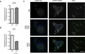 Expresión de GFAP y NG2. A-B) Cuantificación de la expresión de GFAP y NG2 a 7 días de diferenciación C) se muestran imágenes de inmunofluorescencia de las muestras WT, AxD y GLM, donde se observan los patrones diferentes de expresión y de tipos de agrupación de las células. Es evidente que en las neuroesferas AxD se observa un mayor grado de agregados de filamentos GFAP positivos y marcaje NG2 atípico en la membrana celular. En las células de GLM el marcaje se la NG2 se observa en la membrana celular y en pequeños agregados perinucleares. La GFAP se observa en estas células en su citoesqueleto y en sus filopodios en su porción apical, donde el marcaje es más intenso. Barra=25μm. Los gráficos muestran la media+error estándar, *p<0,05.