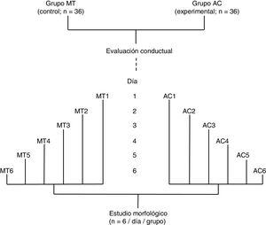 Representación esquemática del diseño experimental.