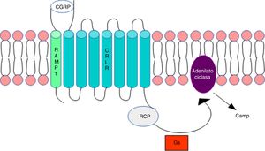 Receptor del CGRP. La figura muestra la conformación del CGRP en la membrana citoplasmática. Modificada de Ramos-Romero y Sobrino-Mejía51. CGRP: péptido relacionado con el gen de la calcitonina; CRLR: receptor de tipo 1 del péptido relacionado con el gen de la calcitonina; G: proteína G; RCP: proteína del componente receptor.