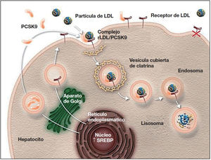 Papel de PCSK9 en la degradación de los receptores de cLDL79. Autorizado por Amgen Inc.