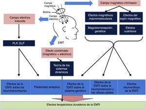 Esquema general de la influencia de los campos magnético y eléctrico. DLP: depresión a largo plazo; EMT: estimulación magnética transcraneal; EMTr: estimulación magnética transcraneal repetitiva; PLP: potenciación a largo plazo. Adaptada de Chervyakov et al.12.