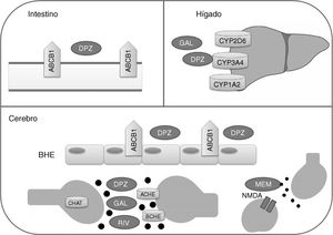 Proteínas con las que interactúan fármacos modificadores de la enfermedad de Alzheimer. ACHE: acetilcolinesterasa; BCHE: butirilcolinesterasa; BHE: barrera hematoencefálica; CHAT: acetiltransferasa de colina; DPZ: donepezilo; GAL: galantamina; MEM: memantina; NMDA: N-metil-D-aspartato; RIV: rivastigmina.