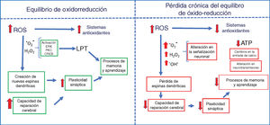 Efecto del estrés oxidativo sobre la plasticidad cerebral y los procesos de memoria. Note los efectos durante el equilibrio redox (izquierda) y durante una pérdida crónica del equilibrio de oxidorreducción (derecha).