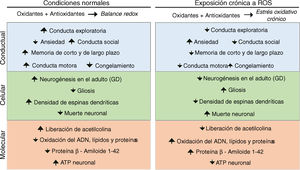 Efectos del estrés oxidativo crónico producido por la exposición crónica a ozono sobre la plasticidad sináptica cerebral observado a varios niveles de procesamiento de información: cognitivo-conductual, celular y molecular.