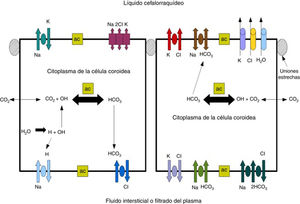 Esquema mostrando el transporte de iones en la PC para generar la formación de LCR. Adaptado de Johanson et al.52.