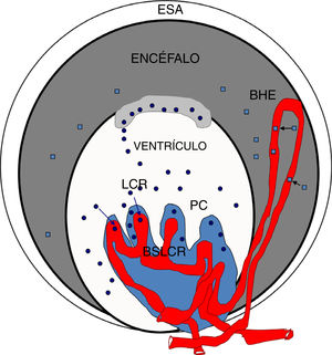 Esquema de la barreras cerebrales y posibles biomarcadores de su disrupción: BHE: barrera hematoencefálica; BSLCR: barrera sangre-líquido cefalorraquídeo; LCR: líquido cefalorraquídeo; PC: plexos coroideos; S-100 β: proteína de unión al Ca (es escasa en el suero); TTRm: transtiretina monomérica de 14kDa. Lo que se indica mediante cuadrados: S 100β disrupción BHE; lo que se indica mediante círculos: TTRm disrupción BSLCR. Fuente: González-Marrero et al.94, Al-Sarraf y Philip100, Marchi et al.103.