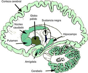 Densidad de localización de endocannabinoides en el cerebro humano. Un mayor tono de color indica mayor densidad de receptores de eCB. Fuente: Modificado de Licciardi y Manfredi54.