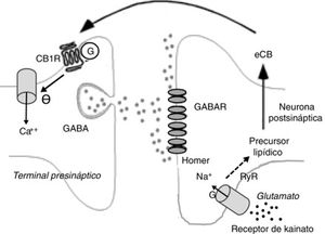 Fenómenos bioquímicos que suceden durante la supresión de la liberación GABA en el hipocampo mediada por endocannabinoides. La liberación de glutamato activa receptores de kainato postsinápticos, que inducen la entrada de sodio y la producción de endocannabinoides. Los endocannabinoides son liberados al espacio sináptico y actúan sobre receptores CB1 unidos a proteínas G de terminales que liberan GABA. Ello induce la disminución de la entrada presináptica de calcio y una menor liberación de GABA. Ca++: calcio; CB1R: receptor CB1; eCB: endocannabinoide; G: proteína G; GABAR: receptor de GABA; Na+: sodio.