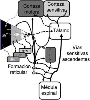 Representación sistemática de las redes motoras directas e indirectas entre los núcleos de la base, el tálamo y la corteza, así como de las vías para el control de la marcha y postura proyectadas desde de los núcleos de la base al PPN y médula espinal. Las fibras ascendentes sensitivas dan información sobre los componentes musculoesqueléticos y activan la formación reticular del tallo cerebral. GPe: globo pálido externo; GPi: globo pálido interno; PPN: núcleo pedunculopontino; SNc: substantca nigra pars compacta; SNr: substancia nigra pars reticulada; STN: núcleo subtalámico; Str: estriado. Modificado de De Andrade et al.73.
