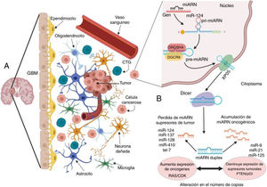 Microambiente del glioblastoma y alteraciones en la biogénesis de miARN que conducen a su crecimiento y propagación. A) El GBM es un tumor compuesto por diversos tipos de células; este nicho tumoral posee tanto células diferenciadas como indiferenciadas que contribuyen al inicio, el crecimiento y la expansión del tumor, a través de múltiples alteraciones en las células cancerosas, que modifican el entorno y a las células que las rodean para su beneficio; una de las alteraciones más importantes es la modificación y la transferencia de moléculas y material genético como los miARN. B) En las células cancerosas como el GBM, la biogénesis de los miARN se ve alterada por distintos procesos comúnmente desregulados por mutaciones y desórdenes en el procesamiento, la exportación y la maduración de los miARN; en el GBM estas modificaciones pueden alterar el número final de copias de miARN, propiciando la disminución o la pérdida de aquellos miARN supresores, como miR-124, miR-137, miR128, miR-410 y let-7, lo que se traduce en un amento en la expresión de oncogenes como los de las familias RAS y CDK, entre otros, o, por el contrario, se genera un aumento en el número de miARN oncogénicos como miR-9, miR-21 y miR-125, que actúan como silenciadores de supresores tumorales como PTEN y p53.