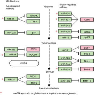 Diagrama de la regulación de miARN y sus genes blanco en glioblastoma. El diagrama de miARN de glioblastoma, obtenido en la plataforma en línea de KEGG, muestra los miARN desregulados más ampliamente observados en el glioblastoma, así como sus principales genes blanco. En el diagrama se incluyen 4de los 8miARN previamente descritos (miR-21, miR-124, miR-137 y miR-128), todos implicados en distintos procesos de la gliomagénesis y la agresividad del GBM. Este diagrama evidencia la importancia del miR-21 (incrementado en GBM), potenciando aspectos como la inhibición de la apoptosis y el aumento de la resistencia farmacológica, así como el mantenimiento y proliferación de las CTG. Por otro lado, se destaca el papel de los miR-124, miR-137 y miR-128 (disminuidos en GBM), los cuales actúan sobre procesos de diferenciación celular, inducción de la apoptosis, así como el arresto del ciclo celular y la inducción de quimio-sensibilidad.
