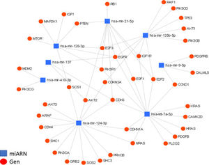 Interacción de los miARN con sus genes blanco. Diagrama de interacción de miARN y su regulación de genes blanco, generado mediante la plataforma online miRNet; en él se muestran las interacciones entre los 8miARN descritos y sus genes blanco. Se presentan un total de 36 genes blanco para los 8miARN en glioma, todos agrupados en nodos de interacción miARN-gen, con un valor de afinidad de 8.31e-11. Destacamos la regulación de los genes EGFR y CDK6. En el caso del gen EGFR, se encuentra regulado por al menos 5de los miARN aquí descritos (miR-21, miR-125, miR-137, miR-128 y let-7); este factor de crecimiento se encuentra generalmente sobreexpresado en GBM y es, en parte, responsable del aumento en la proliferación celular, así como de la evasión de la apoptosis. En el caso del gen CDK6, está siendo regulado por 4miARN (miR-124, miR-137, miR-21 y let-7); este gen también se encuentra incrementado en GBM y es asociado a un aumento en la proliferación, la migración y la invasividad tumoral.