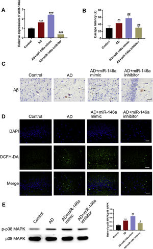 miR-146a-5p promoted Aβ deposition by triggering oxidative stress via activation of MAPK signaling in Aβ1–42-treated mice. (A) Relative transcription levels of miR-146a-5p among groups (n=5); (B) Relative escape latency in MWM are shown (n=5); (C) Immunohistochemistry analysis of Aβ in the hippocampus upon treatment as indicated, Scale bar: 200μm; (D) Relative expression of DCHF-DA among groups, Scale bar: 50μm; (E) Bar graphs show densitometric analysis of p-p38as indicated in western blots (n=5). Each bar represents mean±S.E.M. * P<0.01 and *** P<0.001 vs. the control group. ##P<0.01 and ###P<0.001 vs. the AD group.
