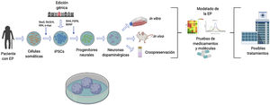 Diagrama descriptivo de generación de modelos de células troncales pluripotentes inducidas (iPSC) para la enfermedad de Parkinson (EP). Los modelos de la EP utilizando la tecnología de iPSC comienzan con la obtención de células somáticas de pacientes con la EP. Una vez que se establecen los cultivos de células somáticas, p. ej. fibroblastos, se procede a realizar la reprogramación celular para obtener iPSCs utilizando vectores, p. ej. Sendai, lentivirus, retrovirus y los factores de transcripción, Oct3/4, Sox2, c-Myc y Klf-4. Consecuentemente a la reprogramación celular exitosa, se dirige la diferenciación hacia el destino neuronal dopaminérgico adicionando factores de transcripción, p. ej. Sonic Hedgehog, factor de crecimiento de fibroblastos 8, factor neurotrófico derivado del cerebro. Adicionalmente, en el estado pluripontente las iPSC pueden estar sujetas a modificaciones genéticas para sobreexpresar o inhibir genes de interés clínico. Finalmente, las neuronas dopaminérgicas generadas son utilizadas como modelo de la EP y realizar estudios in vivo, in vitro o criopreservación para su futuro uso, dirigiendo al descubrimiento de futuros tratamientos.