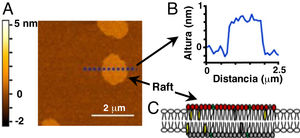 Imagen de dominios tipo rafts obtenida por microscopía de fuerza atómica (MFA). A. Imagen topográfica de una bicapa lipídica modelo (60/20/20 mol% dioleoil fosfatidilcolina/esfingomielina/colesterol) que muestra dominios equivalentes a rafts (sin proteínas). A la izquierda, se indica la escala de colores correspondiente con las alturas de la muestra, en nanómetros (nm). B. Gráfico del análisis de las alturas de la muestra en A a lo largo de la línea punteada. El valor cero (0) de la escala de altura corresponde al nivel de las cabezas de los fosfolípidos de la fase Ld, fuera de los rafts o fase Lo. C. Representación esquemática de un raft en una bicapa lipídica. Imagen adaptada (con permiso) de: Mensch et al.13. Copyright ©2018, American Chemical Society.
