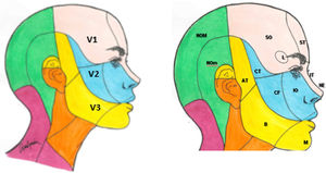 Ramas del trigémino y dermatomas de cada una de ellas. V1: primera división del trigémino (oftálmica); V2: segunda división del trigémino (maxilar); V3: tercera división del trigémino (mandibular). AT: nervio aurículo-temporal; B: nervio bucal; CF: nervio cigomático-facial; CT: nervio cigomático-temporal; IO: nervio intraorbitario; IT: nervio infratroclear; L: nervio lacrimal; M: nervio mentoniano; NE: nervio nasal externo; NOM: nervio occipital mayor; NOm: nervio occipital menor; SO: nervio supraorbitario; ST: nervio supratroclear.