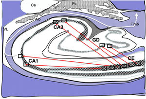 Dibujo esquemático de un corte transversal del hipocampo a nivel del cuerno temporal del ventrículo lateral derecho, donde la flechas señalarían las conexiones directas (flechas rojas de línea continua) desde las células de cuadrícula de la corteza entorrinal a las células de posicionamientos del GD, CA1 y CA3 y después hacia el albeus y fimbria (flecha blanca) 26–30. Alb:albeus; Ca:cola del caudado; CA1, CA3:zonas del asta de Amón del hipocampo; CE:corteza entorrinal; Fimb:fimbria; GD:giro dentado del hipocampo; Pc:plexos coroideos; VL:ventrículo lateral. Recuadros de GD, CA3 y CA1 posible localización de las células de posicionamiento; recuadros de CE posible localización de las células de cuadrícula.