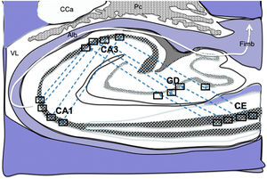 Dibujo esquemático de un corte transversal del hipocampo a nivel del cuerno temporal del ventrículo lateral derecho, donde la flechas señalarían las conexiones indirectas (flechas azules, de línea discontinua) desde las células de cuadrícula de la corteza entorrinal a las células de posicionamientos del hipocampo, de tal manera que en primer lugar estas conexiones van desde la CE al GD, después del GD a CA1, seguido de CA1 a CA3 y por último hacia el albeus y fimbria (flecha blanca)31–34. Alb:albeus; Ca:cola del caudado; CA1, CA3:zonas del asta de Amón del hipocampo; CE:corteza entorrinal; Fimb:fimbria; GD:giro dentado del hipocampo; Pc:plexos coroideos; VL:ventrículo lateral. Recuadros de GD, CA3 y CA1 posible localización de las células de posicionamiento; recuadros de CE posible localización de las células de cuadrícula.
