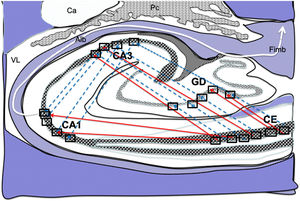 Dibujo esquemático de un corte transversal del hipocampo a nivel del cuerno temporal del ventrículo lateral derecho, donde la flechas señalarían ambas conexiones, directas (flechas rojas de línea continua) e indirectas (flechas azules de línea discontinua) desde las células de cuadrícula de la corteza entorrinal a las células de posicionamientos del GD, CA1 y CA326–34. Alb:albeus; Ca:cola del caudado; CA1, CA3:zonas del asta de Amón del hipocampo; CE:corteza entorrinal; Fimb:fimbria; GD:giro dentado del hipocampo; Pc:plexos coroideos; VL:ventrículo lateral. Recuadros de GD, CA3 y CA1 posible localización de las células de posicionamiento; recuadros de CE posible localización de las células de cuadrícula.