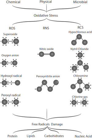Representative agents of free radicals and their harmful effects on proteins, lipids, and carbohydrates are observed.