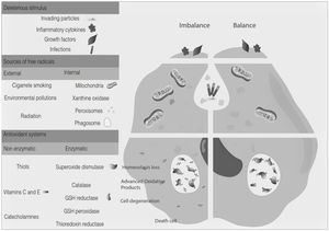 Representative table of the handling of free radicals by the cells of the immune system and the antioxidant system.
