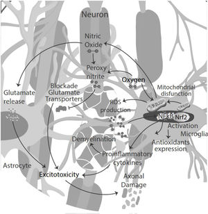 The effects of inflammation and the immune response are seen in the CNS, causing neuronal excitotoxicity, mitochondrial damage, and axonal demyelination in multiple sclerosis cases.