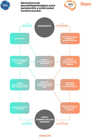 Posibles mecanismos biológicos que explican la asociación periodontitis-enfermedad cerebrovascular.